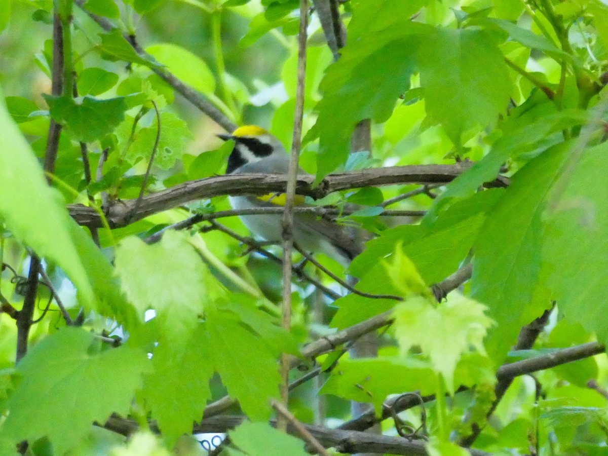 Golden-winged Warbler - ML619665094