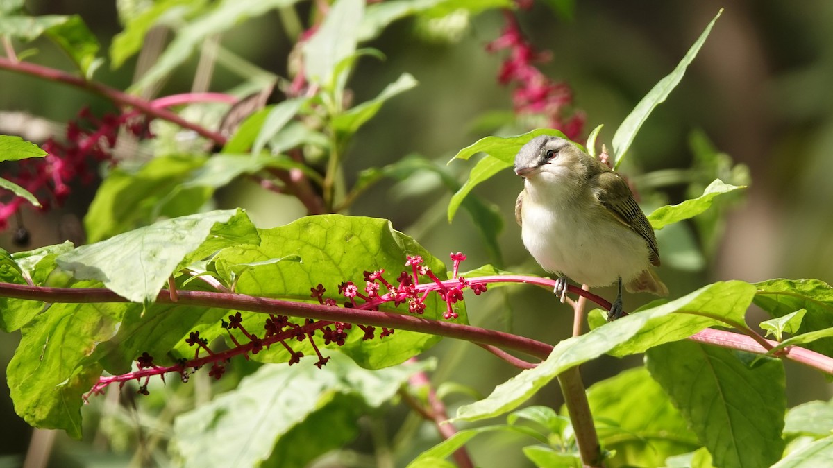 Vireo Ojirrojo - ML619665097