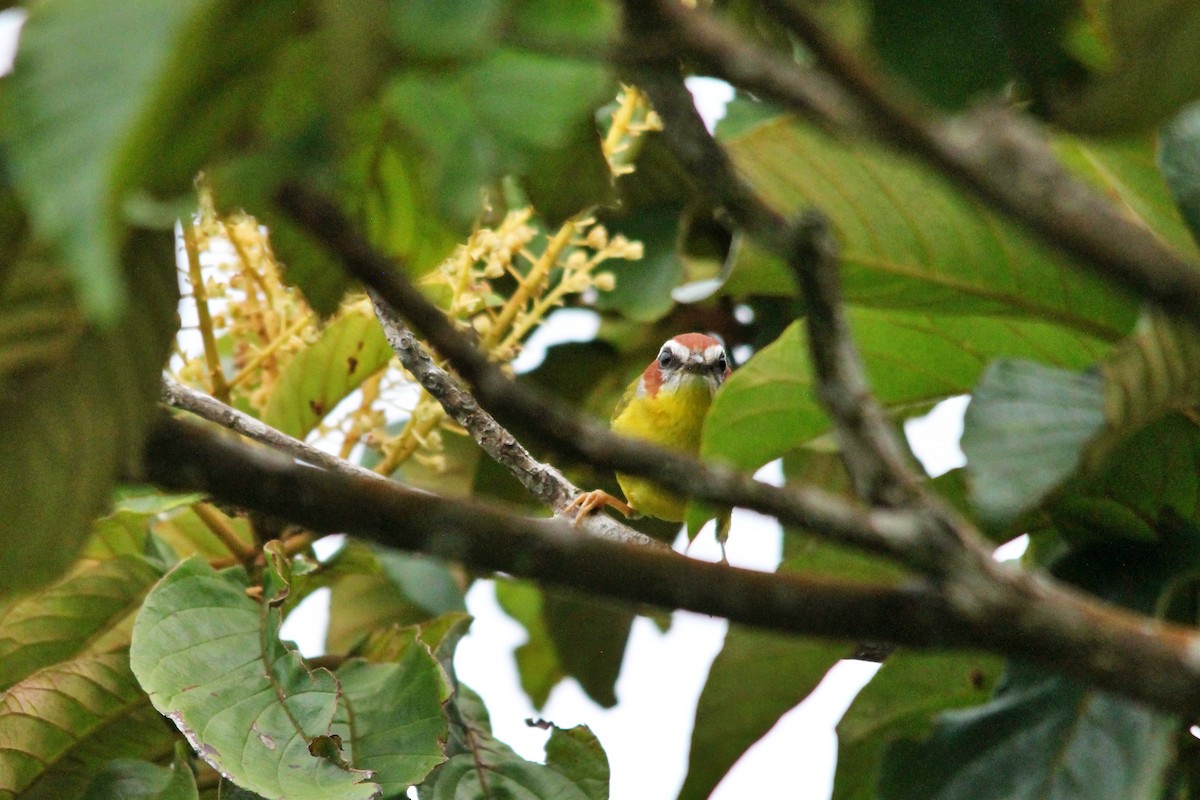 Chestnut-capped Warbler - Anonymous