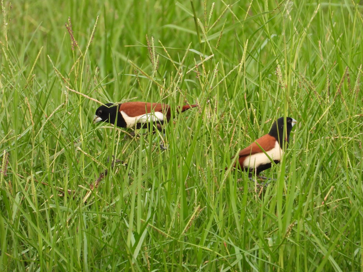 Tricolored Munia - ML619665102