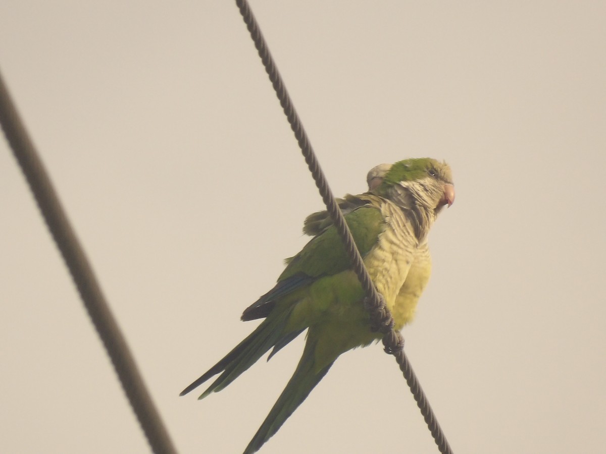 Monk Parakeet - Jerhemy Lonzo