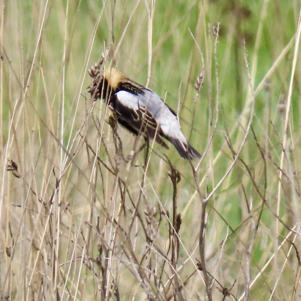 Bobolink - ML619665105