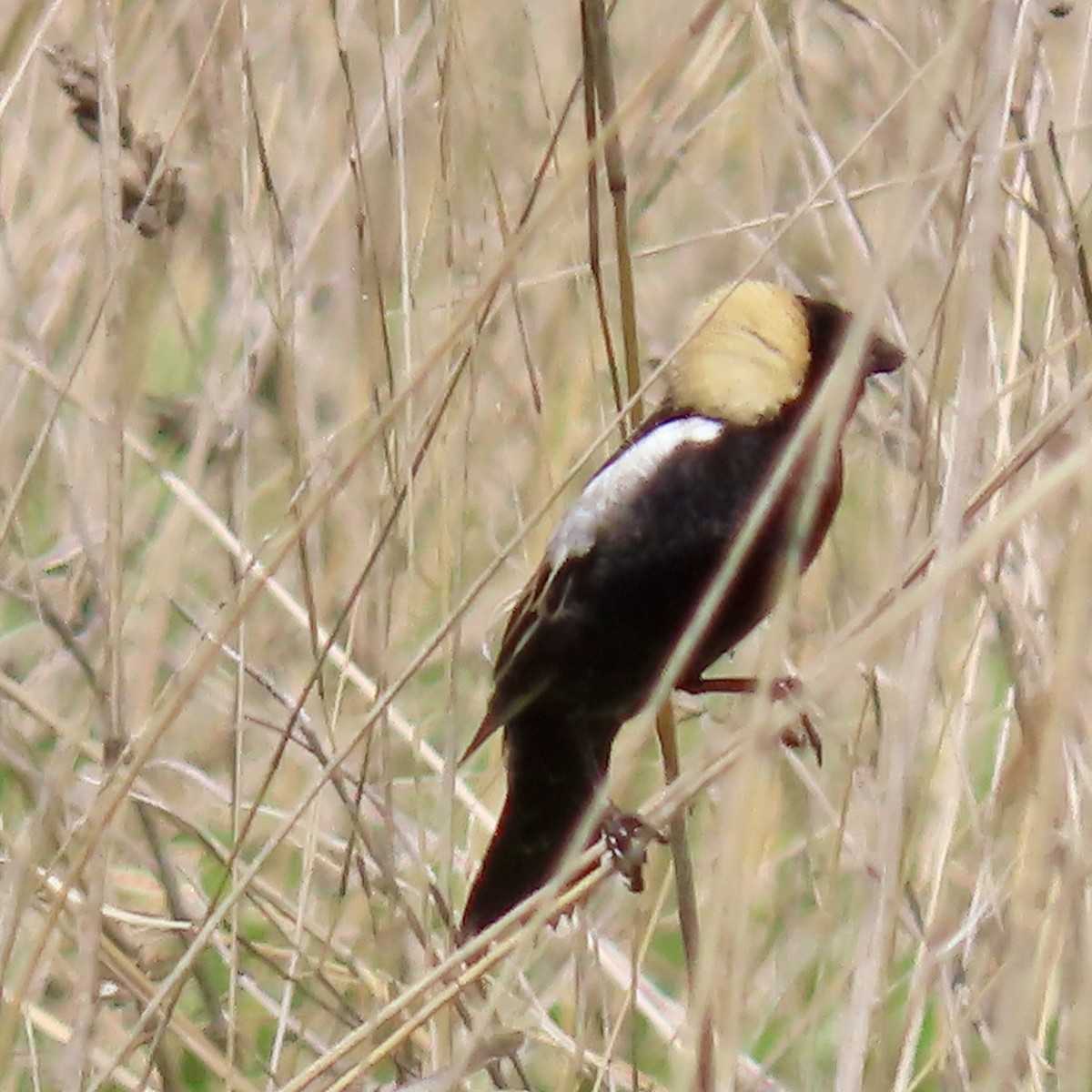 Bobolink - Jocelyn K