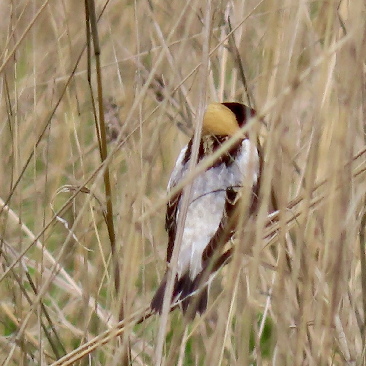 bobolink - ML619665107