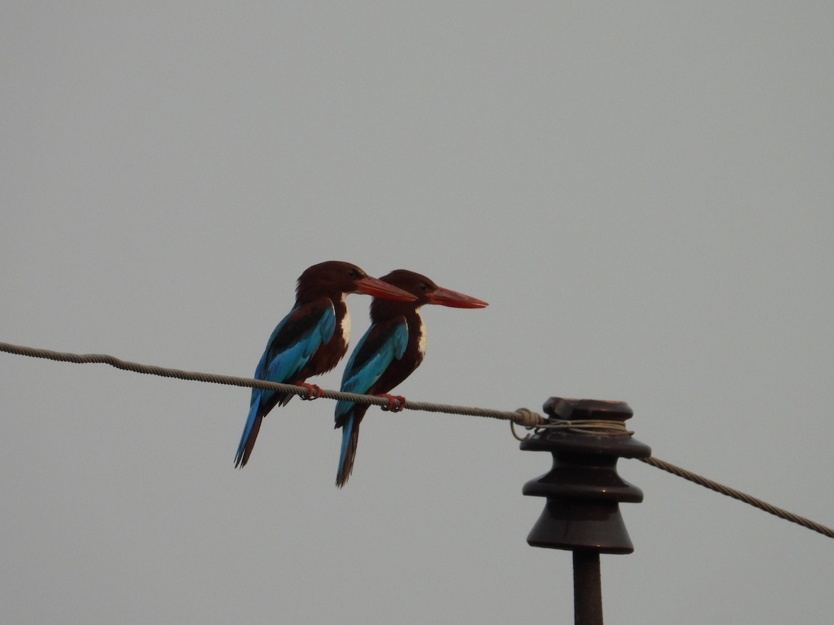 White-throated Kingfisher - Bharath Ravikumar