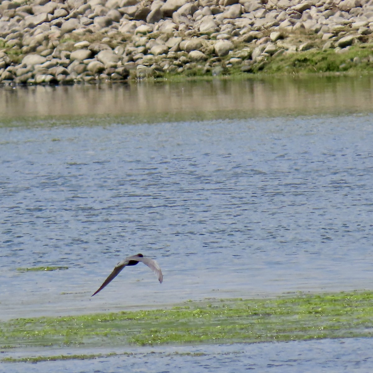 Black Tern - ML619665113