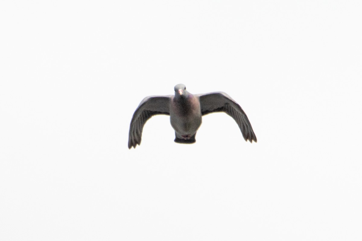 Pigeon colombin - ML619665114