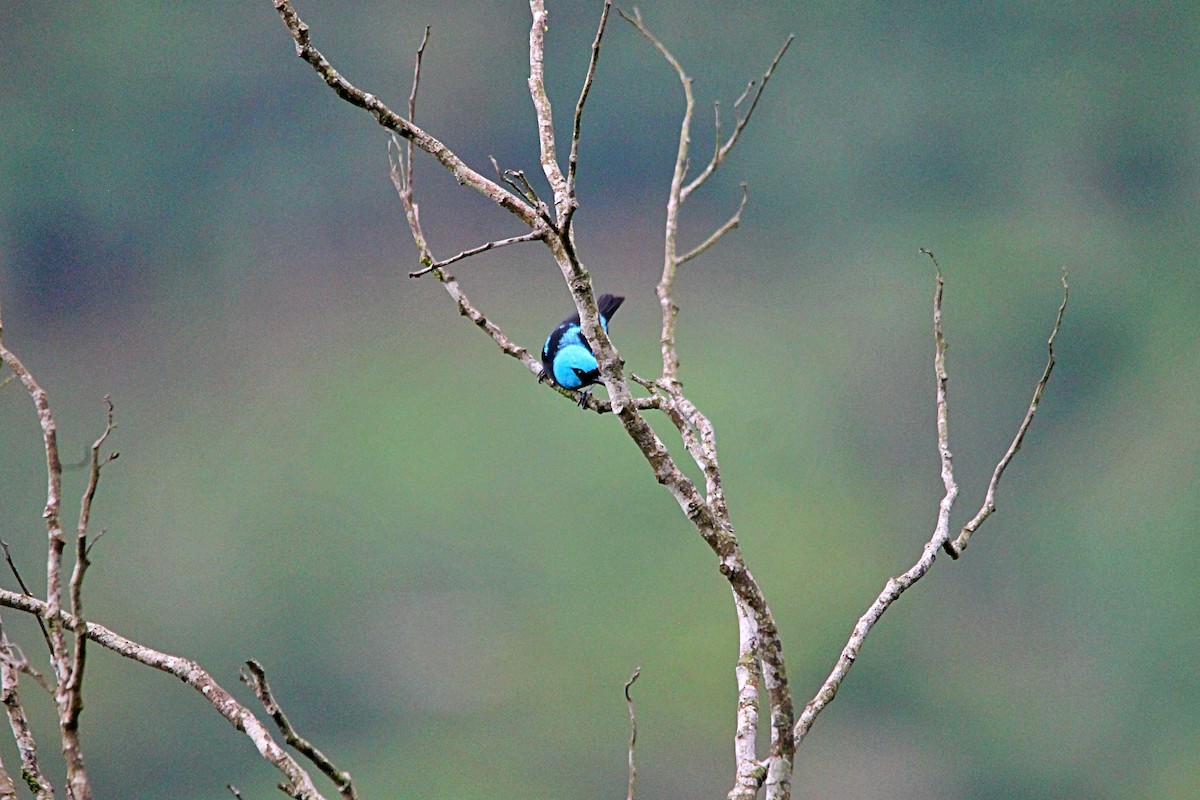 Scarlet-thighed Dacnis - ML619665116