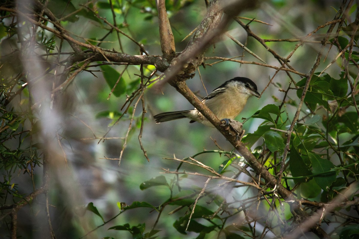 Black-backed Puffback - Retief Williams