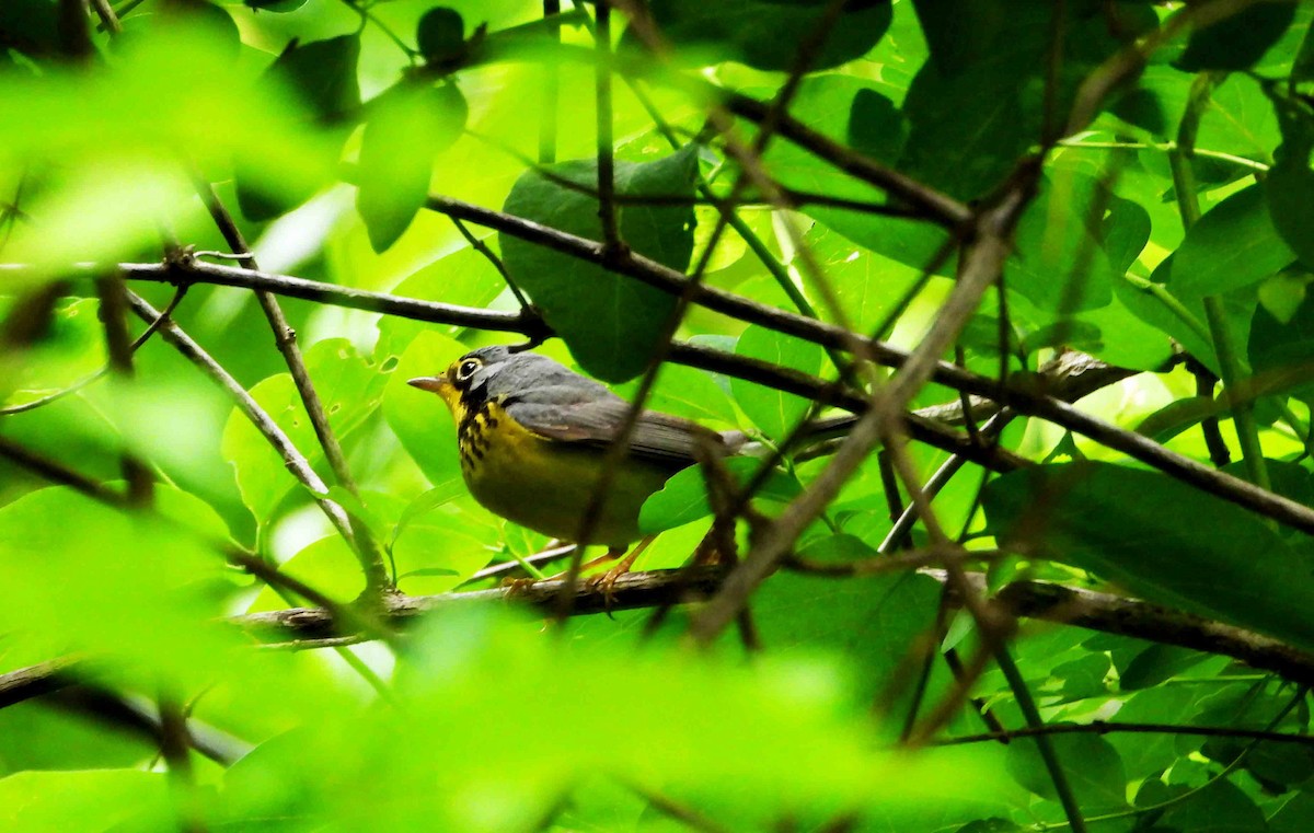 Canada Warbler - Marc Belliard