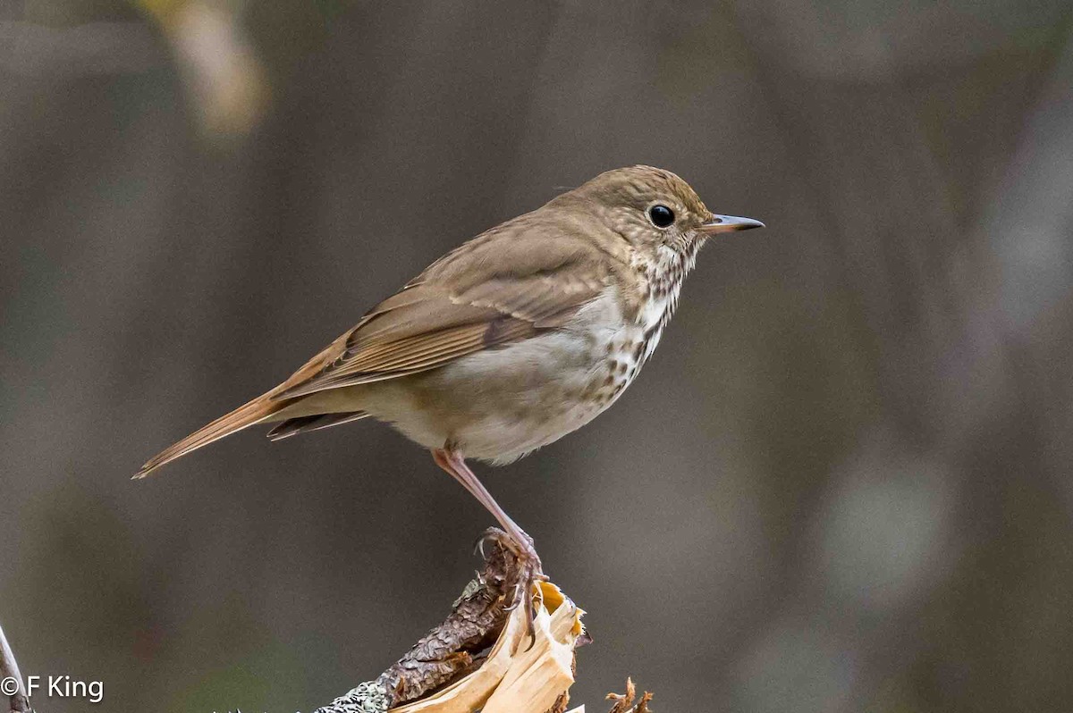 Hermit Thrush - Frank King