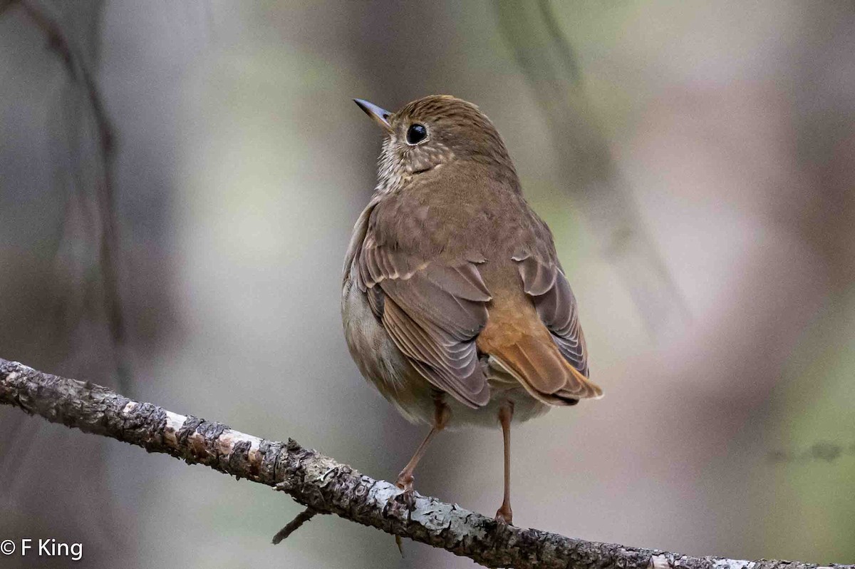 Hermit Thrush - Frank King