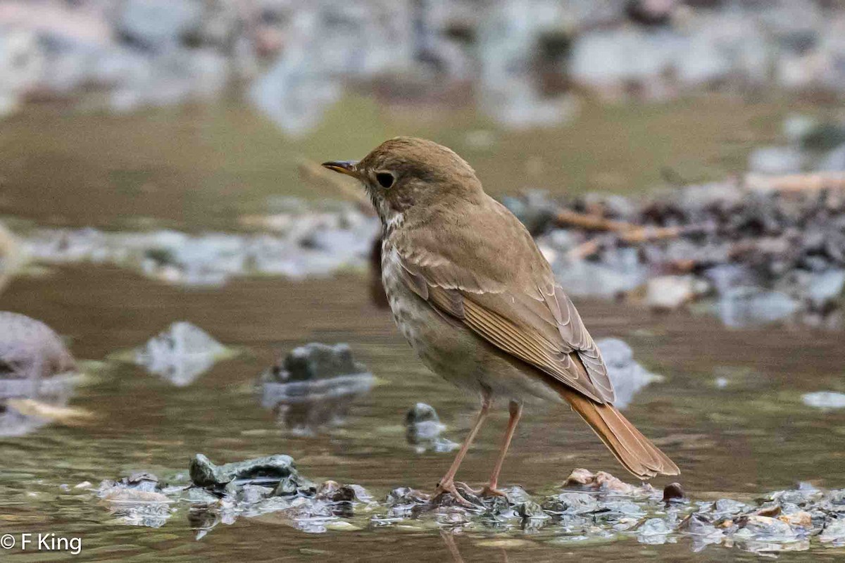 Hermit Thrush - Frank King