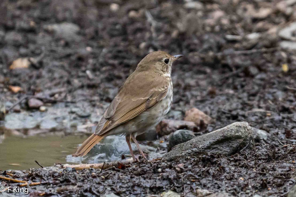 Hermit Thrush - Frank King