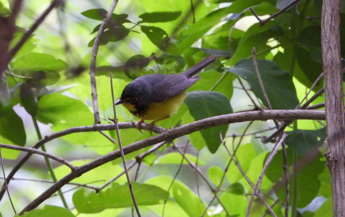 Canada Warbler - Marc Belliard