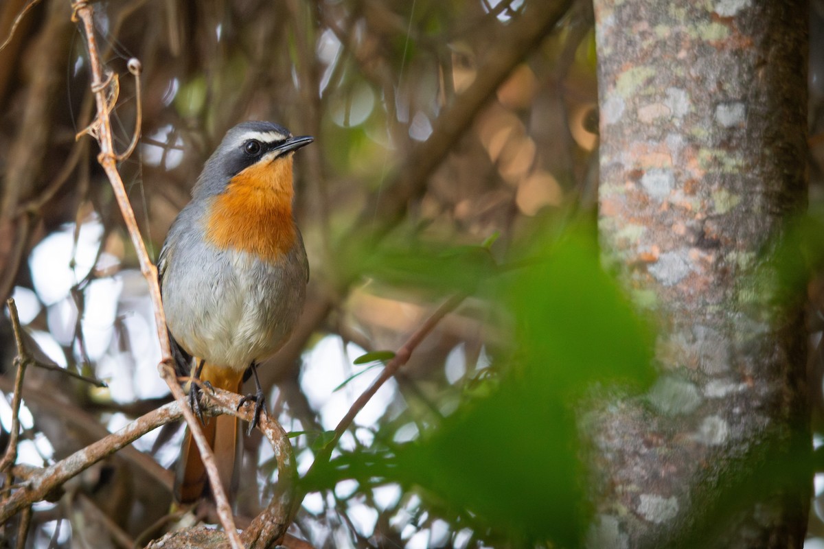 Cape Robin-Chat - ML619665144