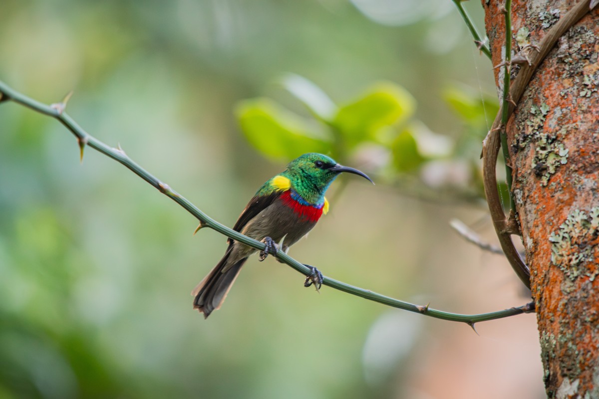 Southern Double-collared Sunbird - Retief Williams