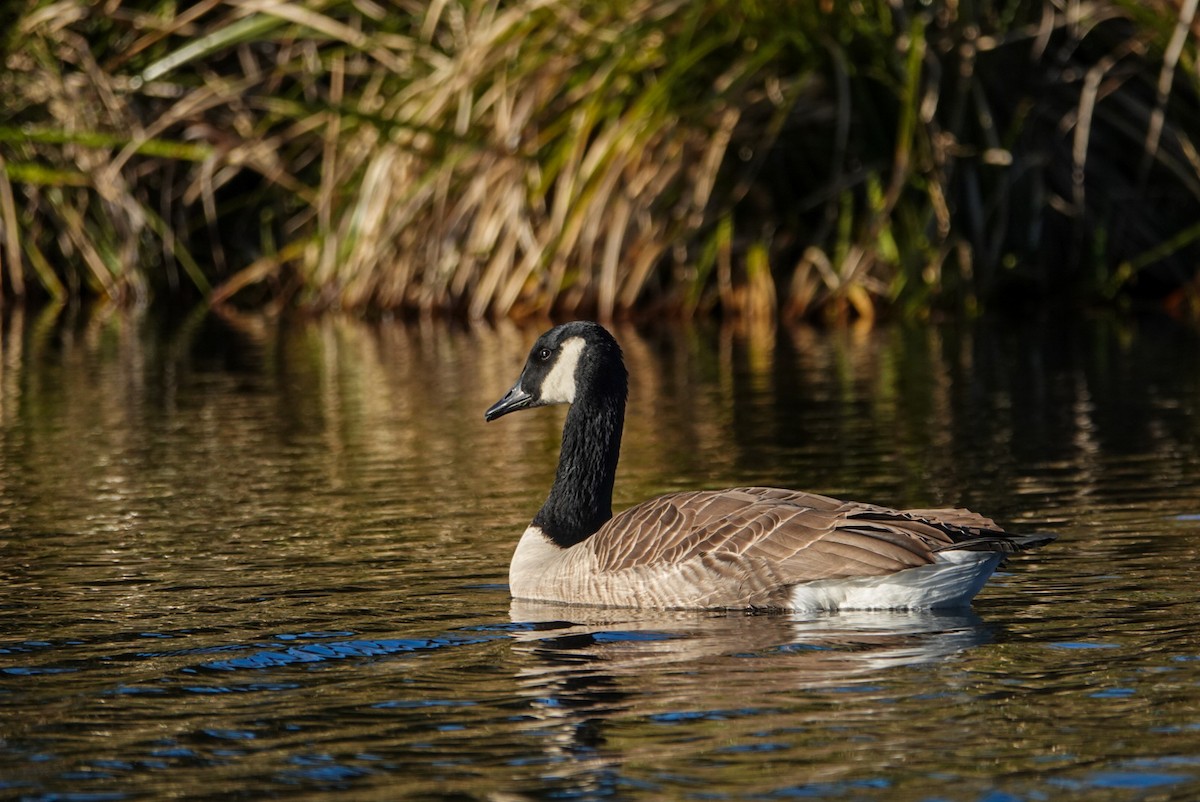 Canada Goose - Alfie Benbow