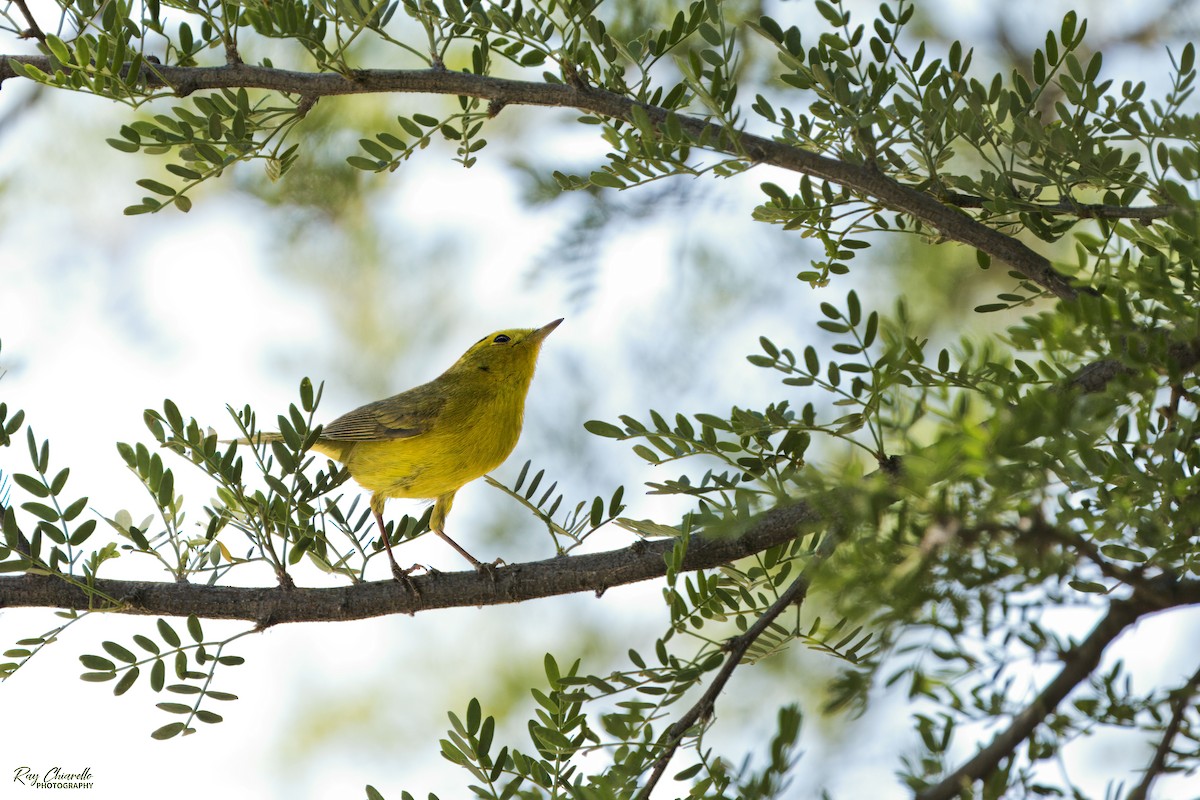 Wilson's Warbler - Ray Chiarello