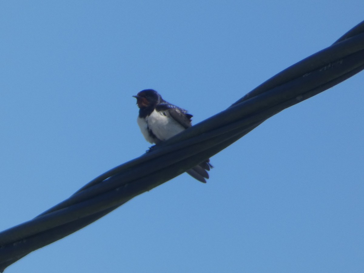 Barn Swallow - ML619665154