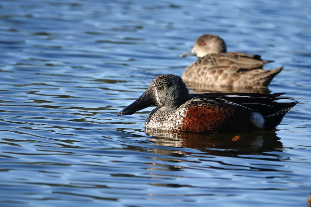 Australasian Shoveler - Alfie Benbow