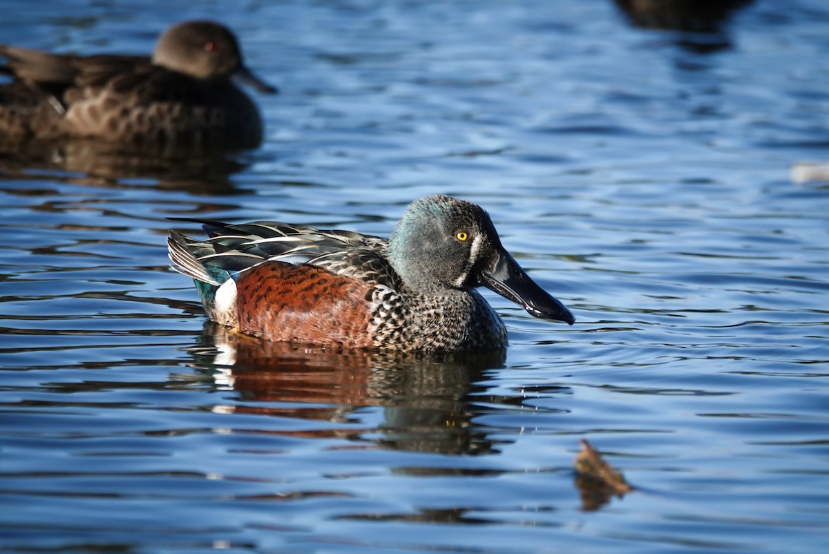 Australasian Shoveler - Alfie Benbow