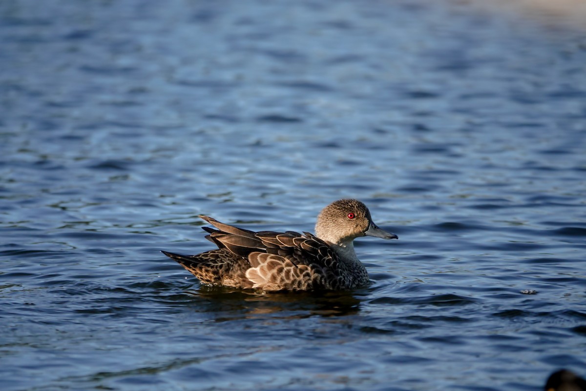 Gray Teal - Alfie Benbow