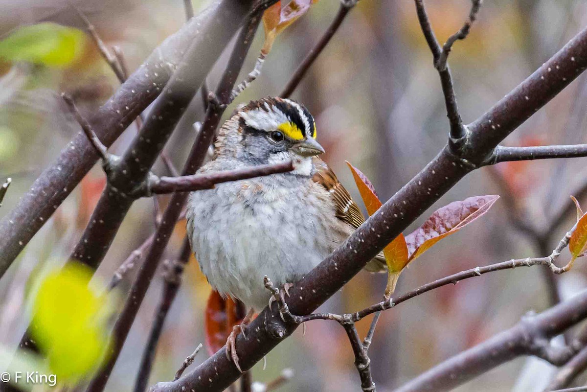 White-throated Sparrow - Frank King