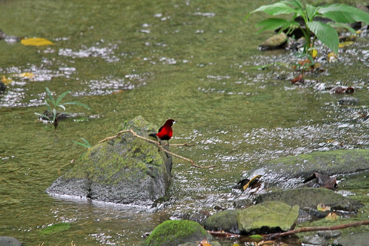 Crimson-backed Tanager - ML619665172