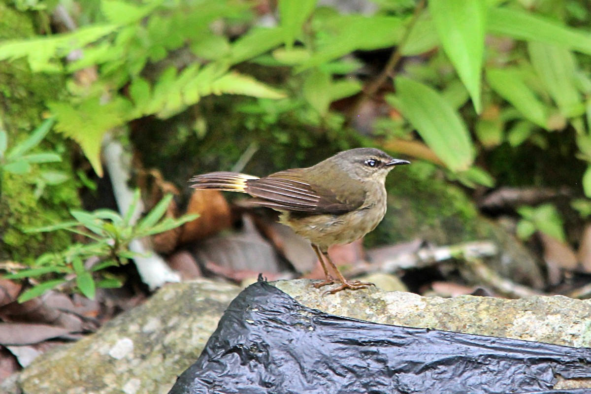 Buff-rumped Warbler - ML619665173