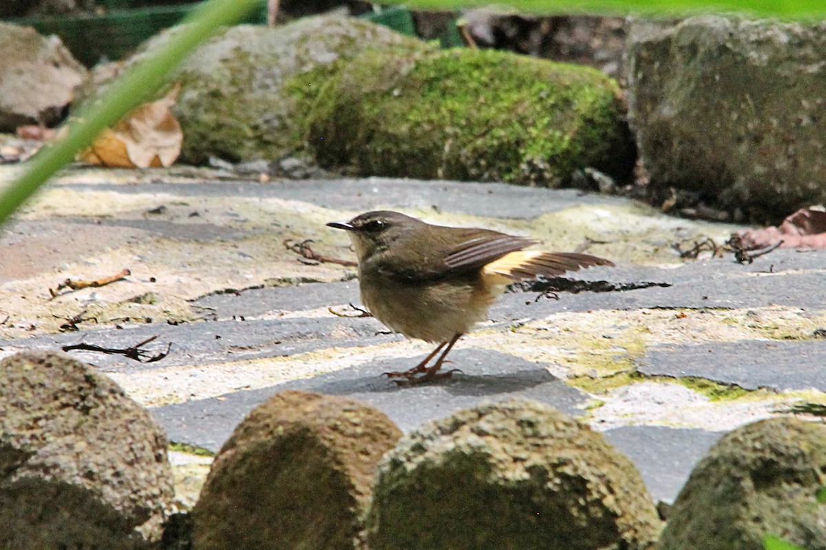 Buff-rumped Warbler - Anonymous