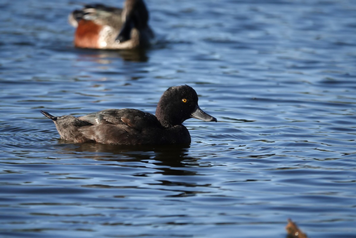 New Zealand Scaup - Alfie Benbow