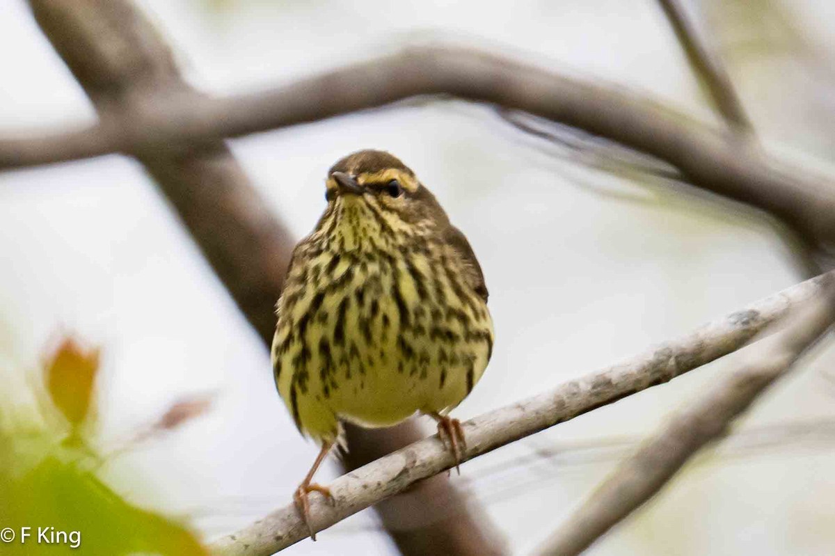 Northern Waterthrush - Frank King