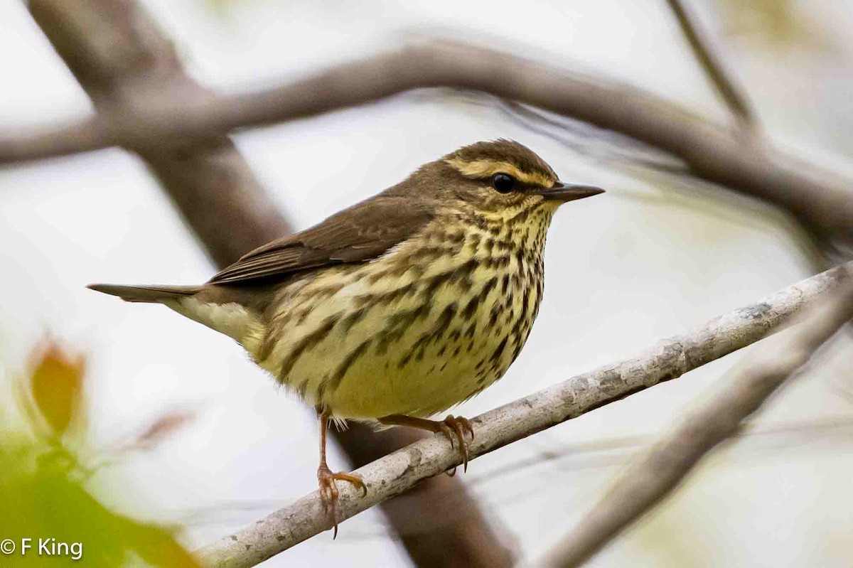 Northern Waterthrush - Frank King