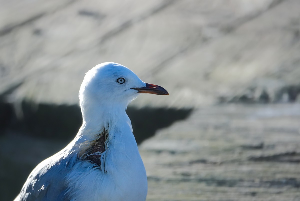 Gaviota Plateada - ML619665187