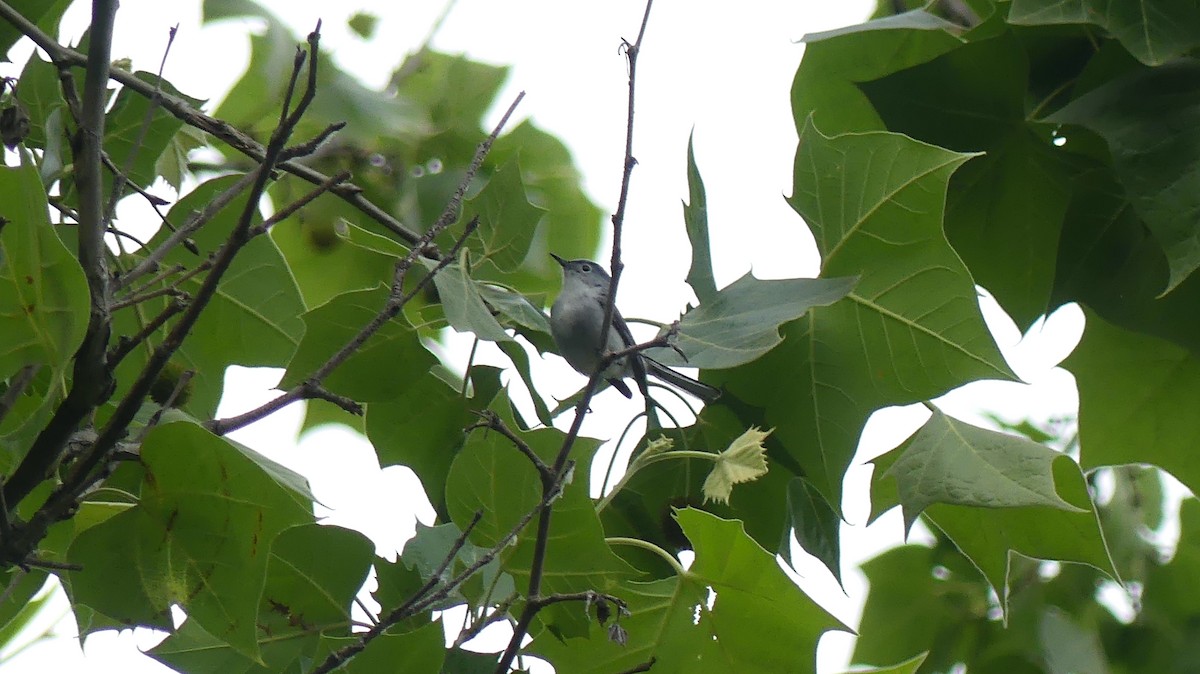 Blue-gray Gnatcatcher - ML619665191