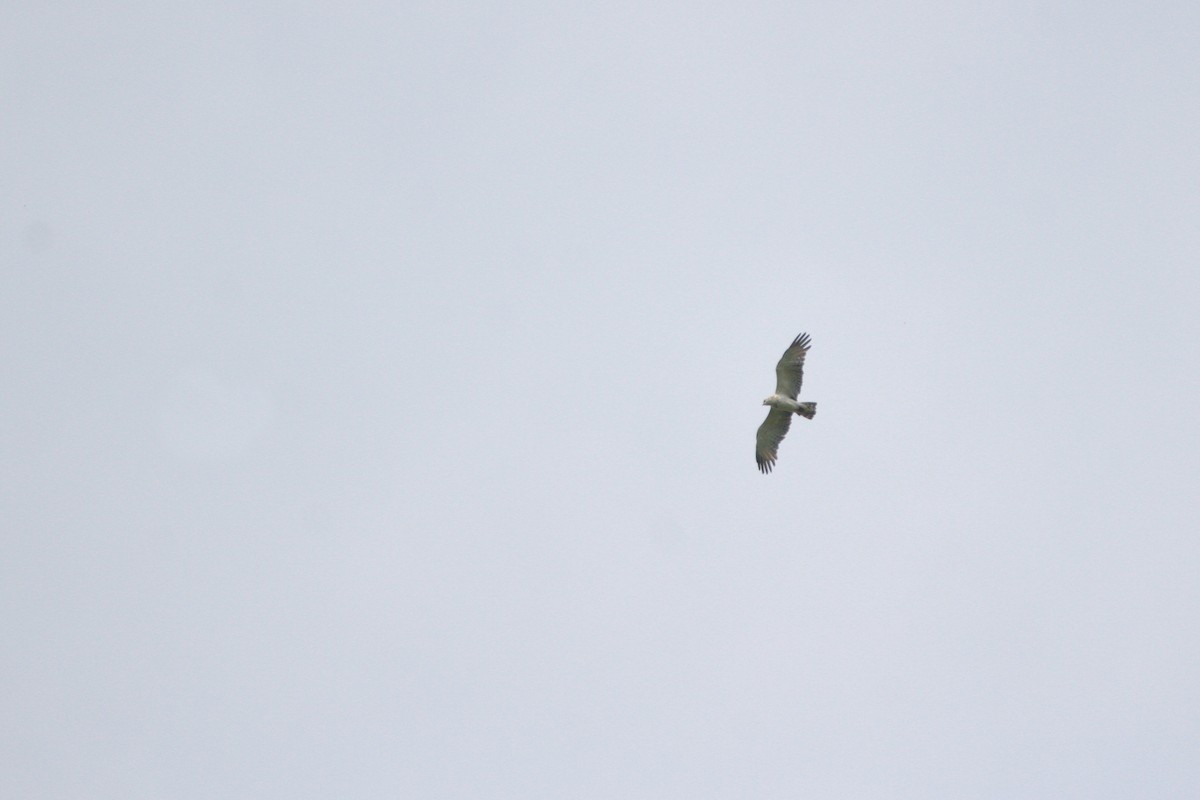 Short-toed Snake-Eagle - Lars Redetzke