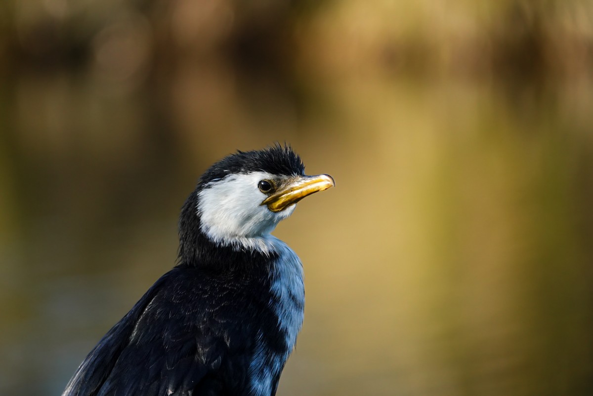 Little Pied Cormorant - Alfie Benbow