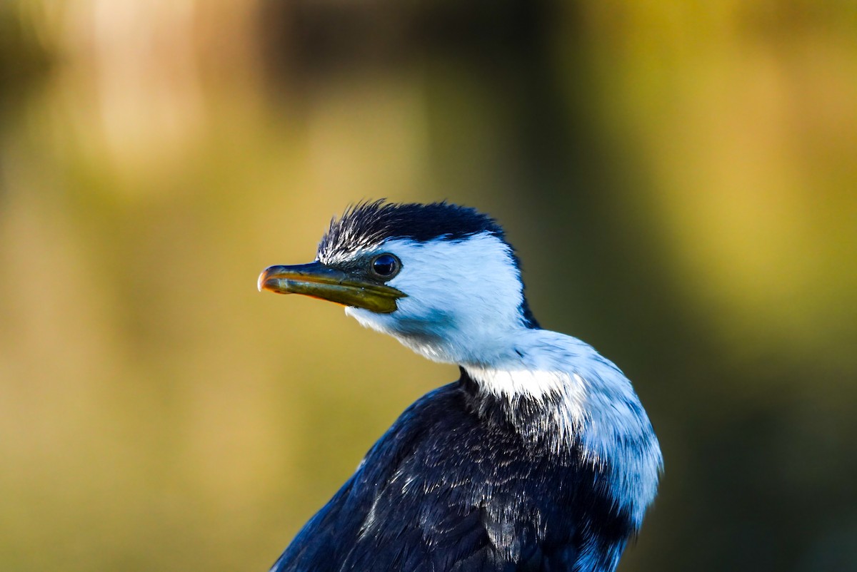 Little Pied Cormorant - Alfie Benbow