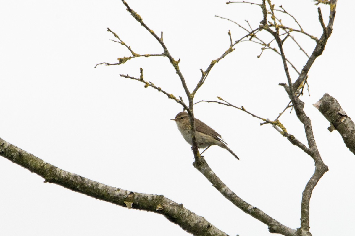 Common Chiffchaff - Letty Roedolf Groenenboom