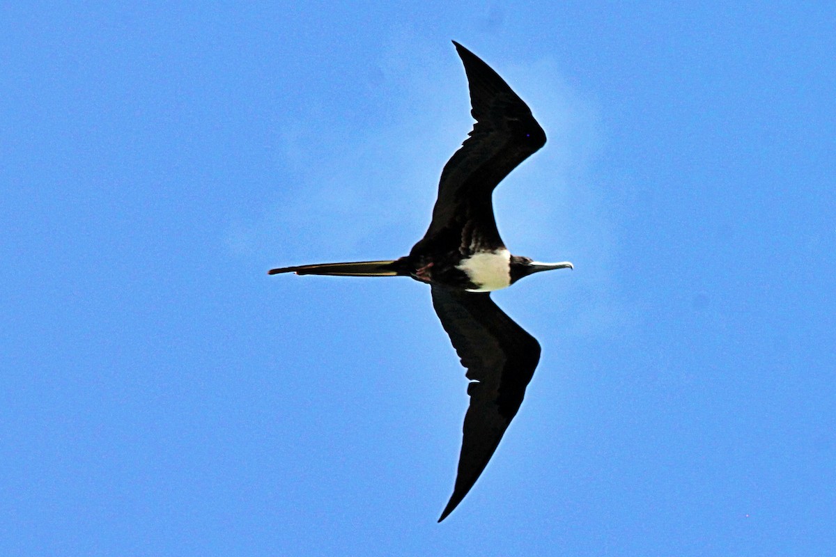 Magnificent Frigatebird - ML619665205