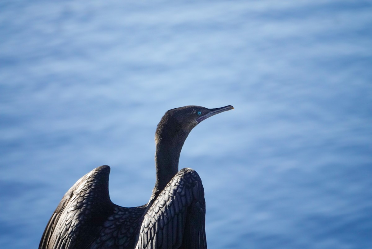 Little Black Cormorant - Alfie Benbow