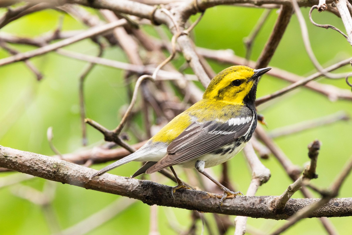 Black-throated Green Warbler - ML619665208