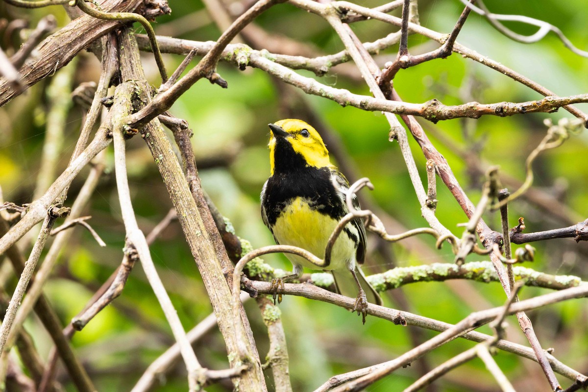 Black-throated Green Warbler - Kees de Mooy