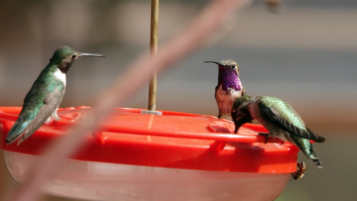 Lucifer Hummingbird - leo wexler-mann