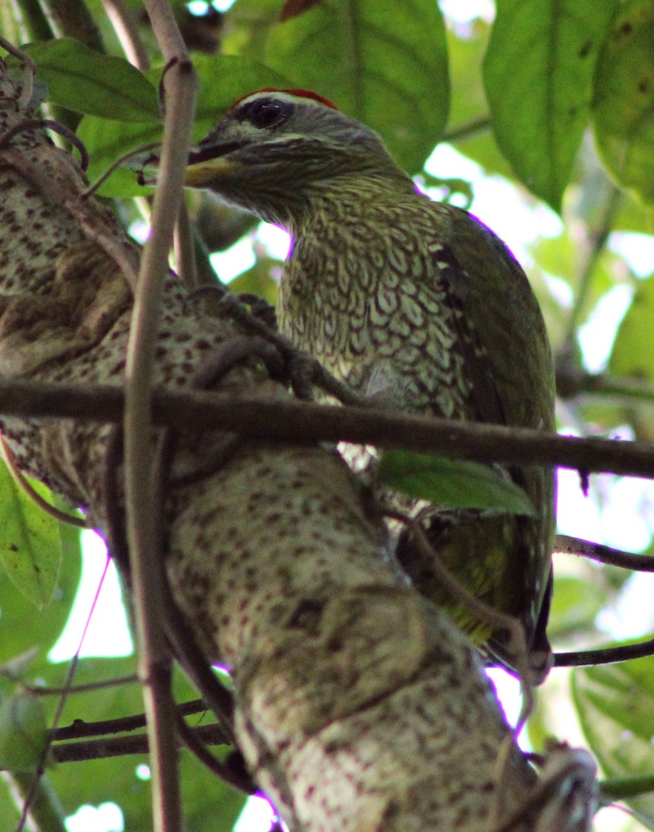 Streak-throated Woodpecker - subrata sarkar