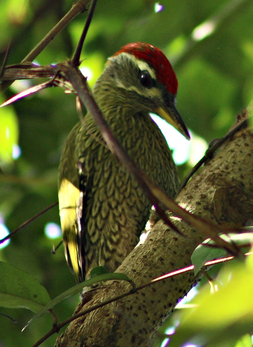 Streak-throated Woodpecker - subrata sarkar