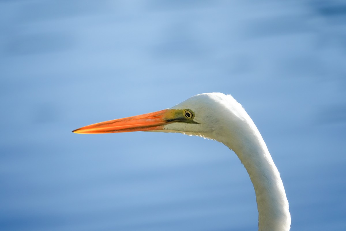 Great Egret - Alfie Benbow