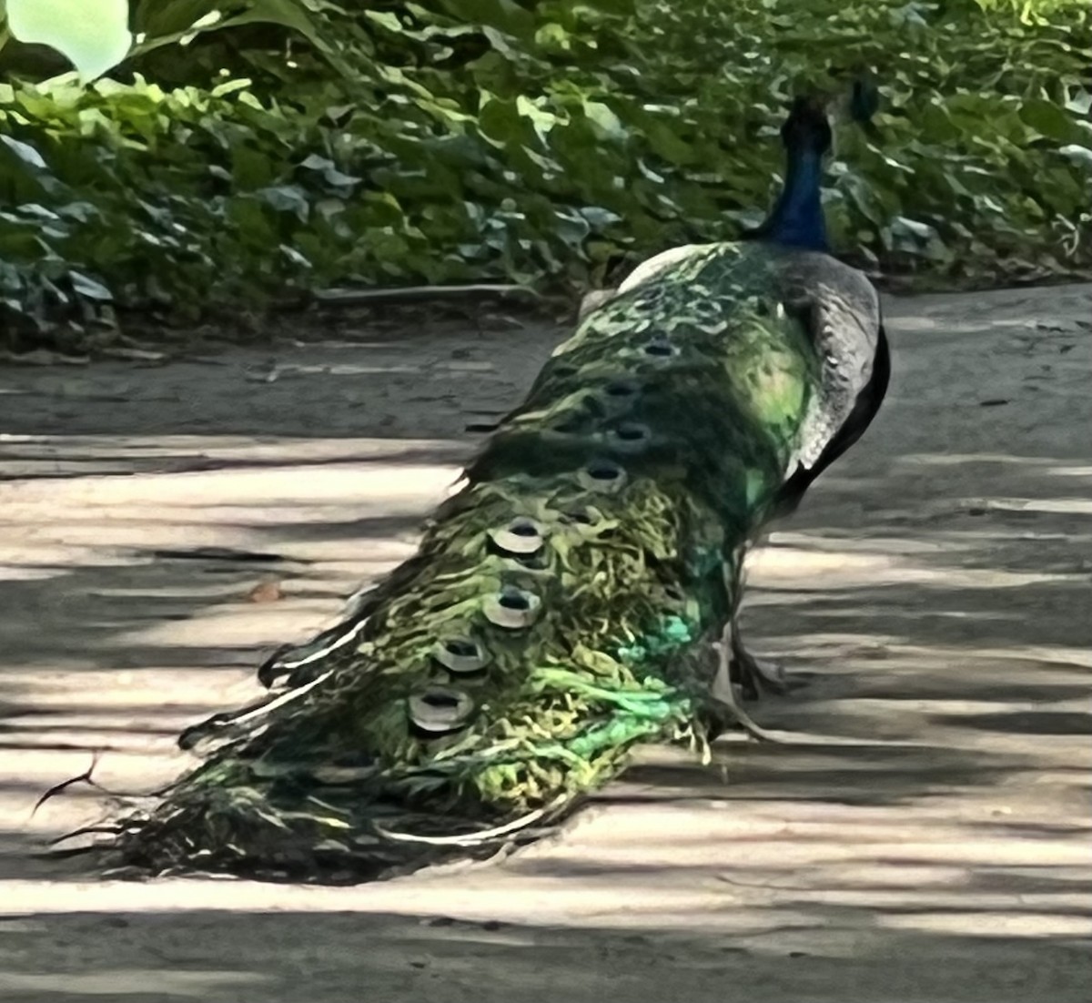 Indian Peafowl - ML619665219