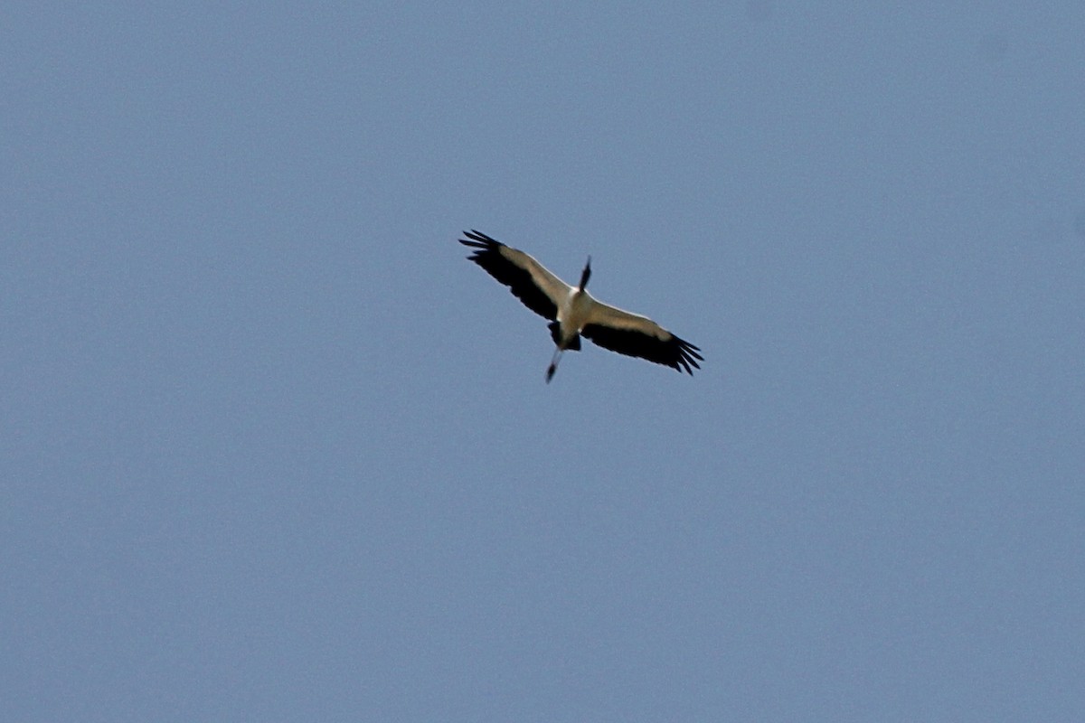 Wood Stork - ML619665222